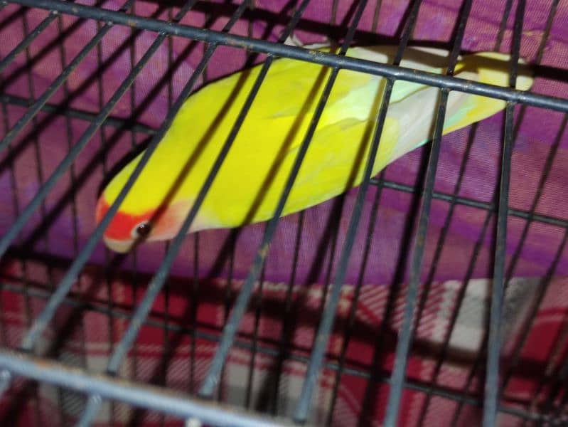 All Cage (Latino & Opaline African) 4