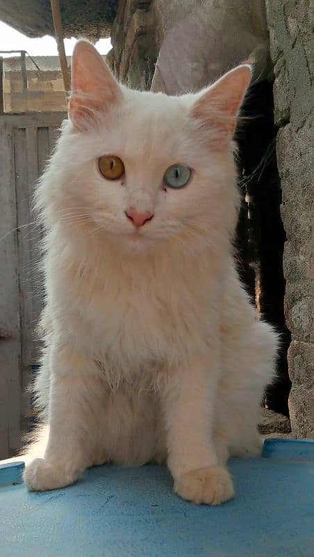 Persian male cat 1