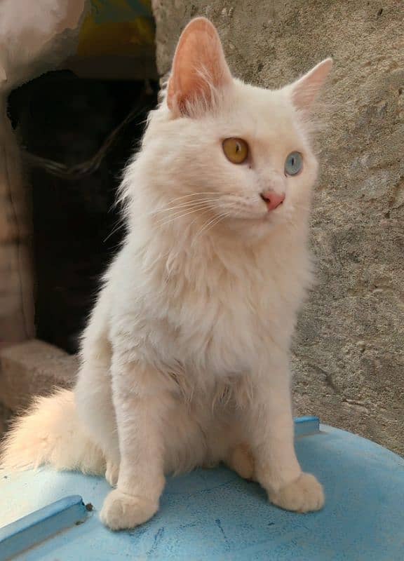 Persian male cat 2