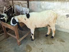 Larkana Male Sheep