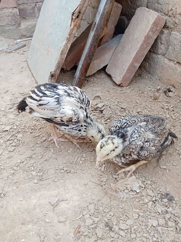 aseel chicks for sale 1