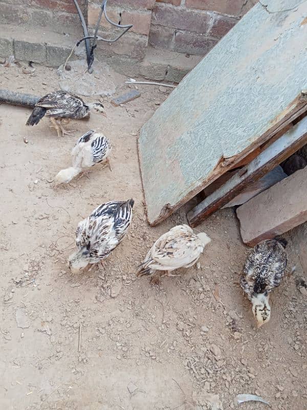 aseel chicks for sale 6