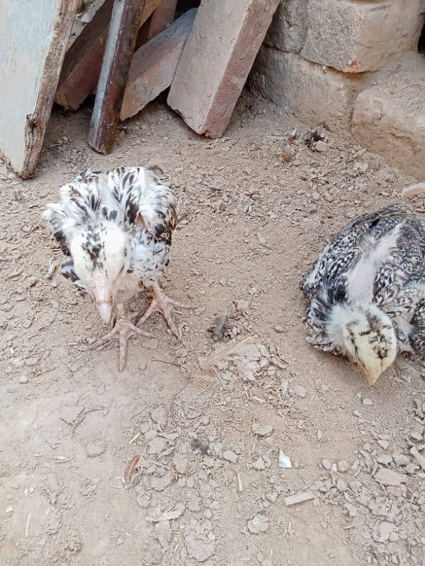 aseel chicks for sale 7