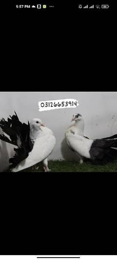 Indian fantail pigeons pair 1000