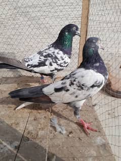 Rampuri pair, Teddy and Indian Surkhi female