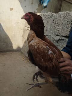 aseel hen for sell