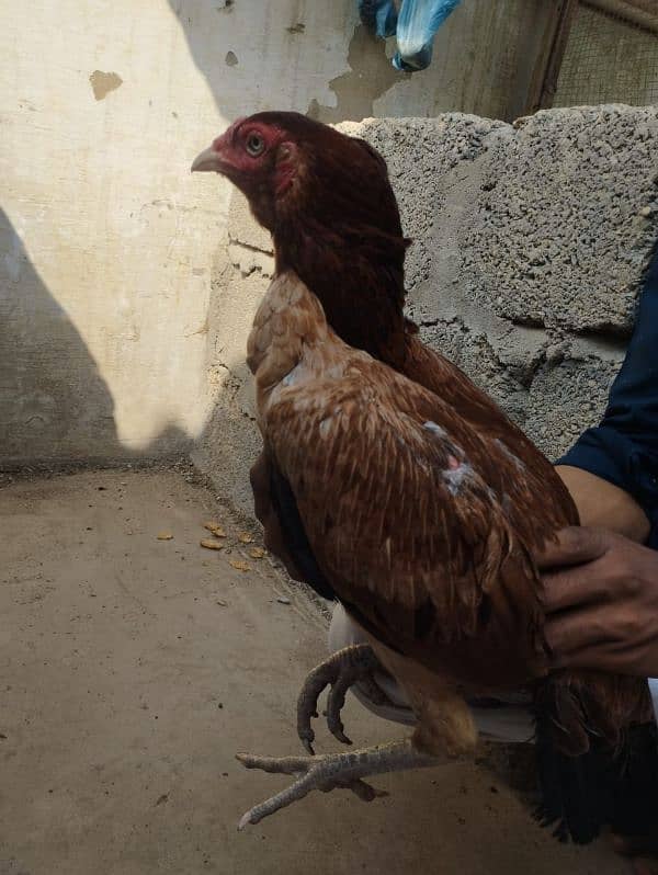 aseel hen for sell 0