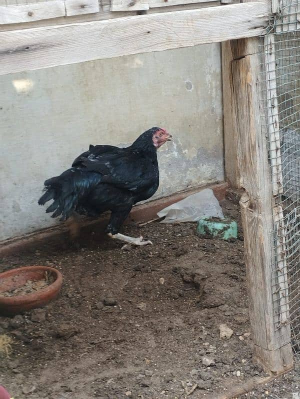 aseel hen for sell 2