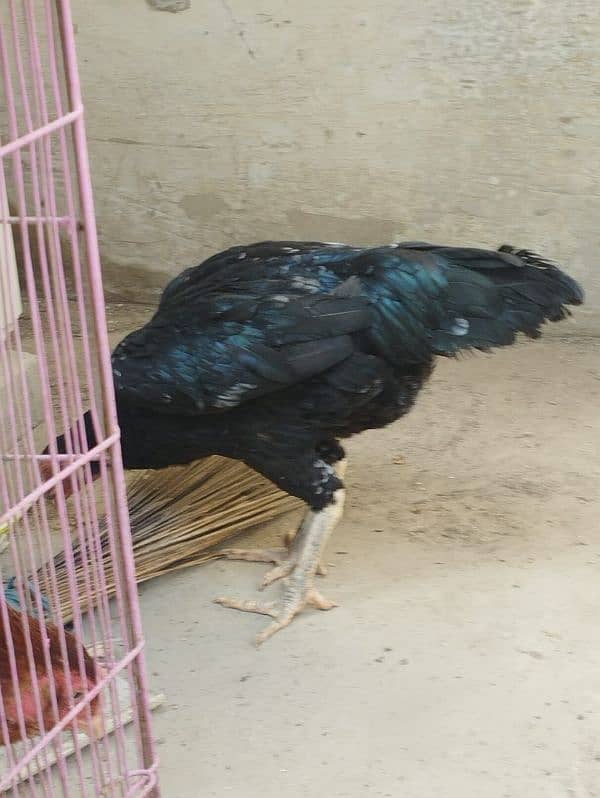 aseel hen for sell 4