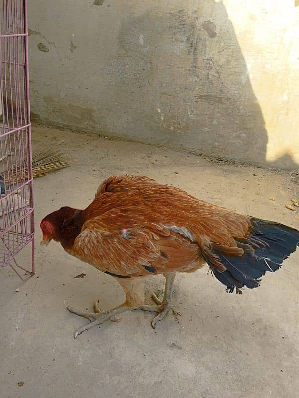 aseel hen for sell 6