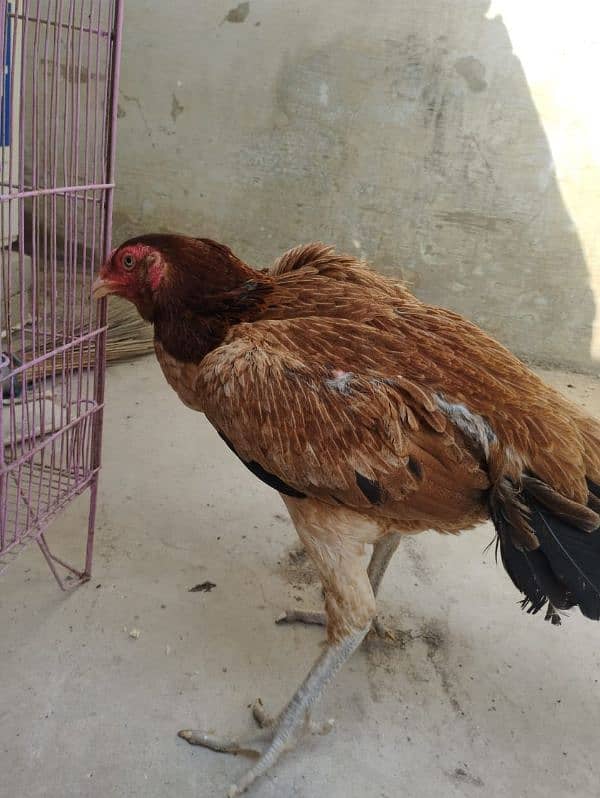 aseel hen for sell 8