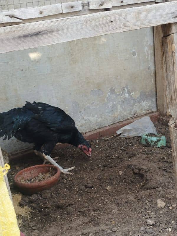 aseel hen for sell 9