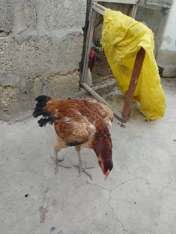 aseel hen for sell 11