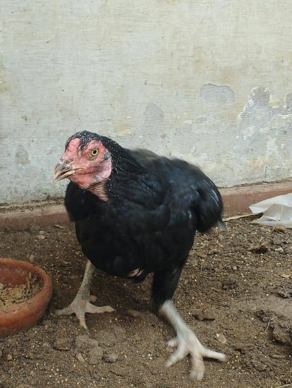 aseel hen for sell 13