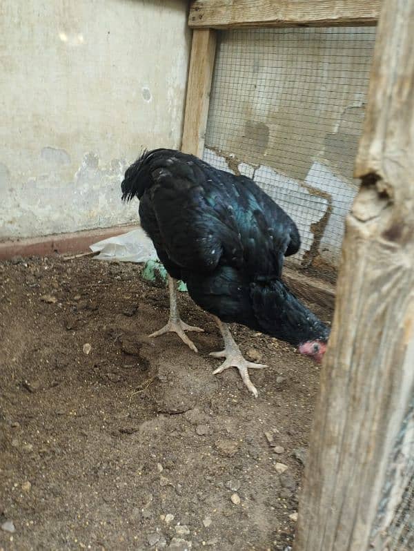 aseel hen for sell 15