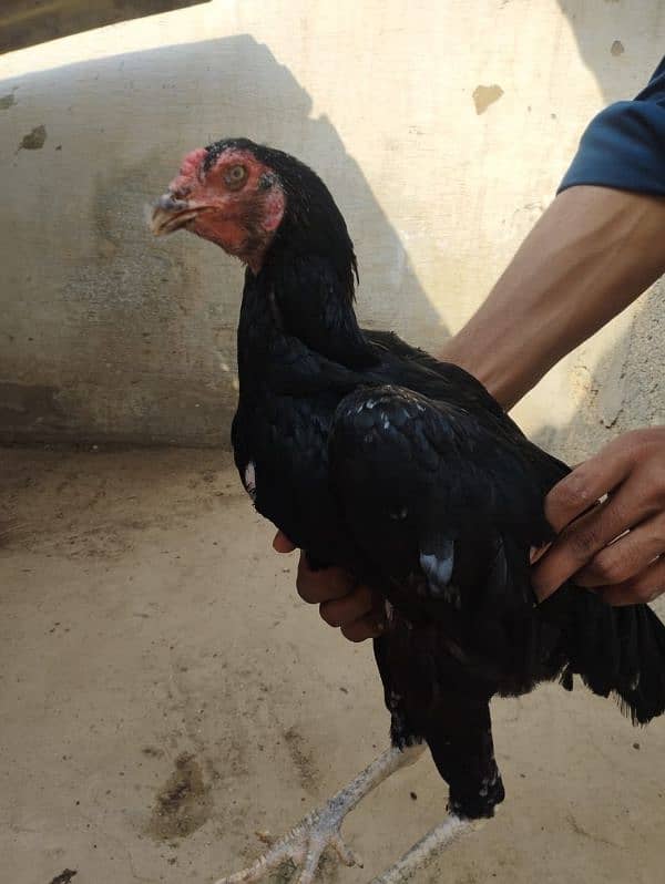 aseel hen for sell 16