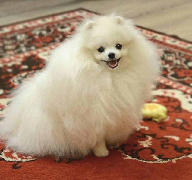 pomeranian spitz boy 0/3/2/3 -  /8/3/3/8/4/9/5 0