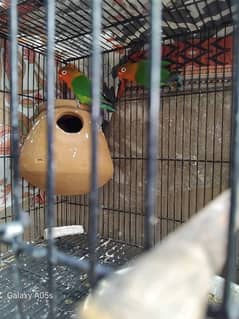 fisher love bird and red eye buggies pair sale and exchange