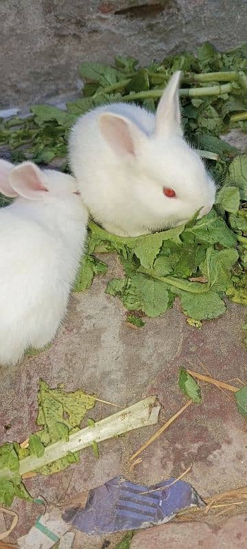 9 pice rabbit baby available 2