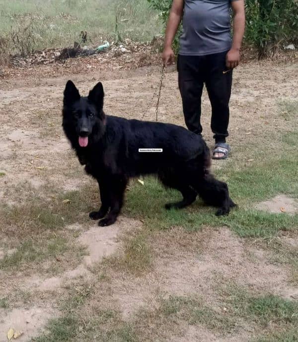 german shepherd long coat female for sale 0