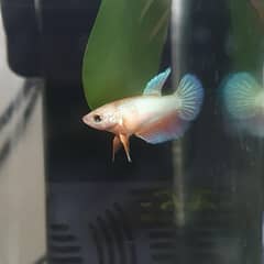 Betta