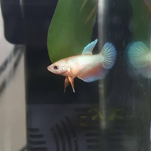 Betta fish for sale 0