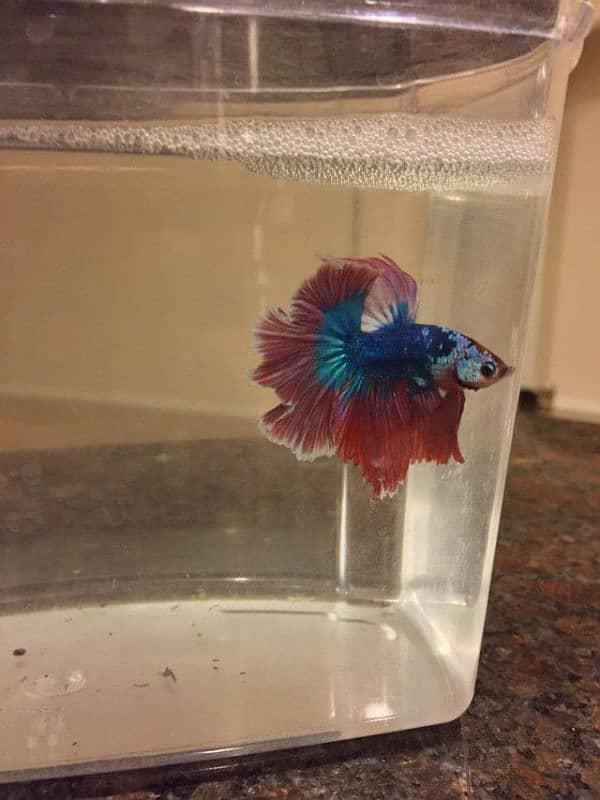 Betta fish for sale 1