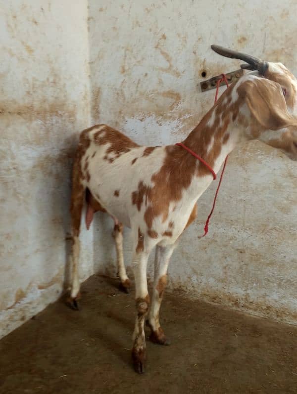 bakri for sale 2