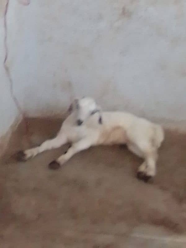 bakri for sale 4