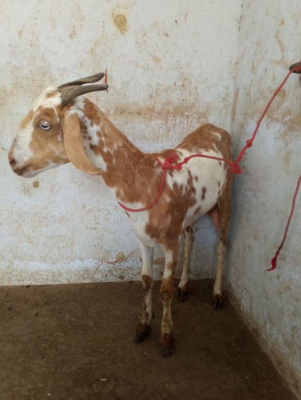 bakri for sale 5