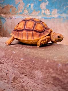 Sulcata tortoise babies