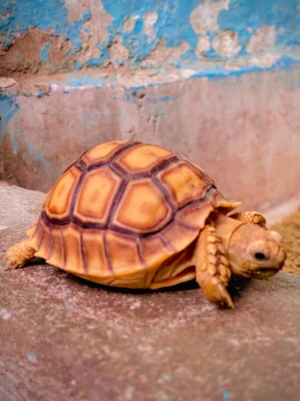 Sulcata tortoise babies 1