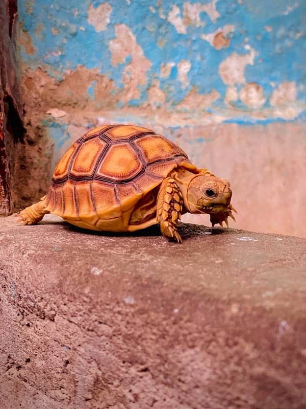 Sulcata tortoise babies 2