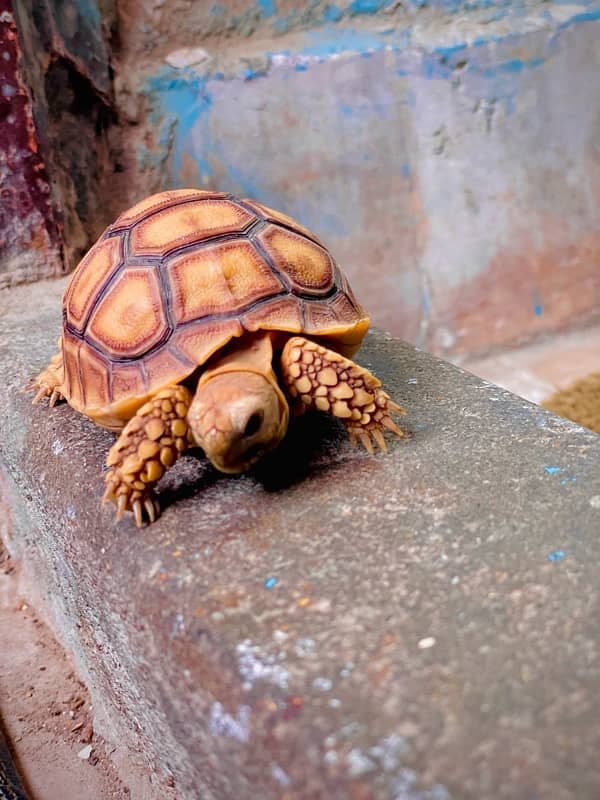 Sulcata tortoise babies 3