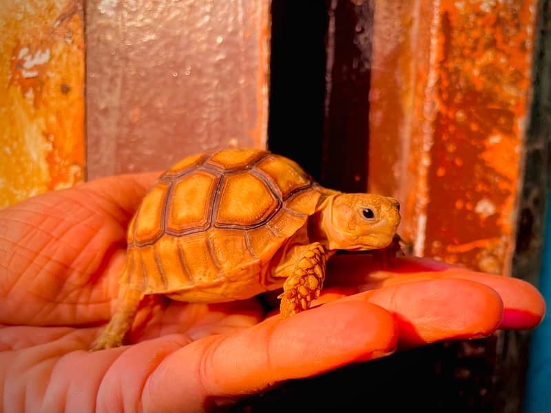 Sulcata tortoise babies 4