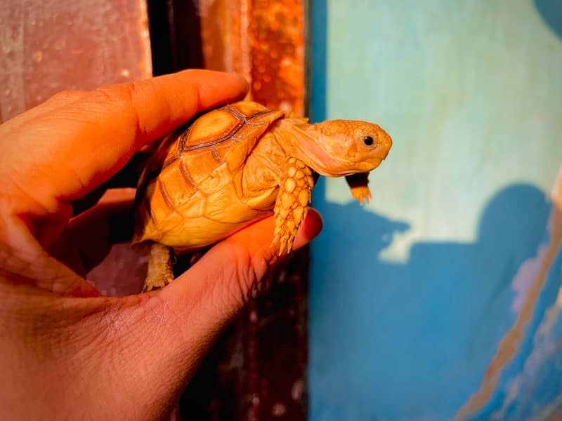 Sulcata tortoise babies 5