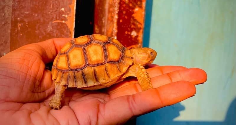 Sulcata tortoise babies 6