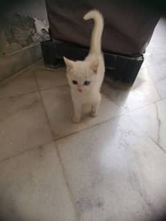 Turkish angora cat(blue eyes) 3 months old non vaccinated