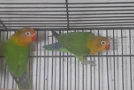 lovebird breeder pair