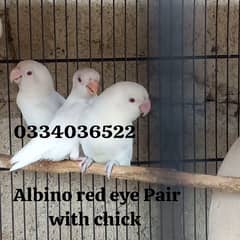 albino red eye pair with chicks top quality pair DNA