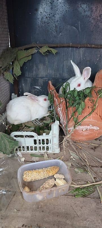 red eye rabbit 2 male 0