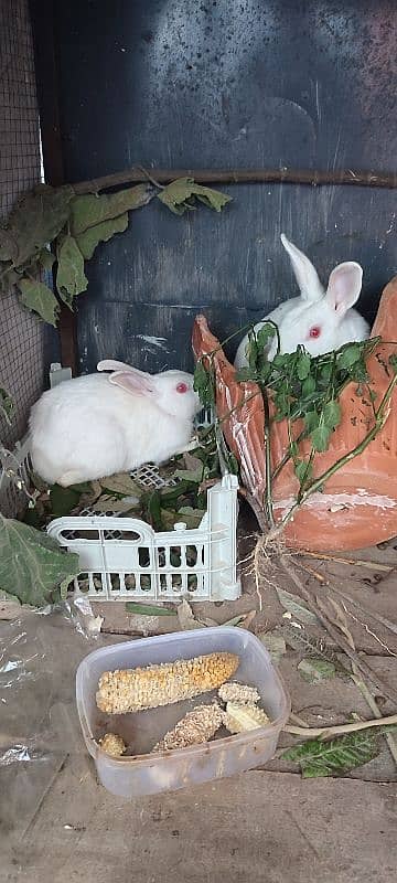 red eye rabbit 2 male 1