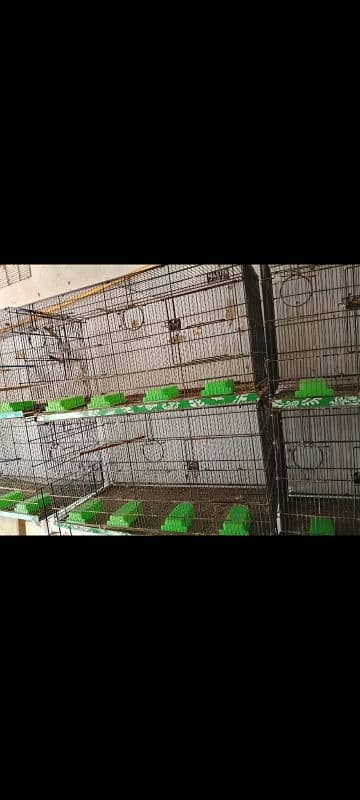 birds cage 1