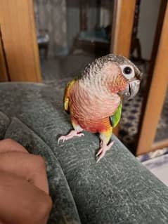 SEMI Hand tamed  RED Cheek Yellow -sided Conure – X TREME RED FACTOR