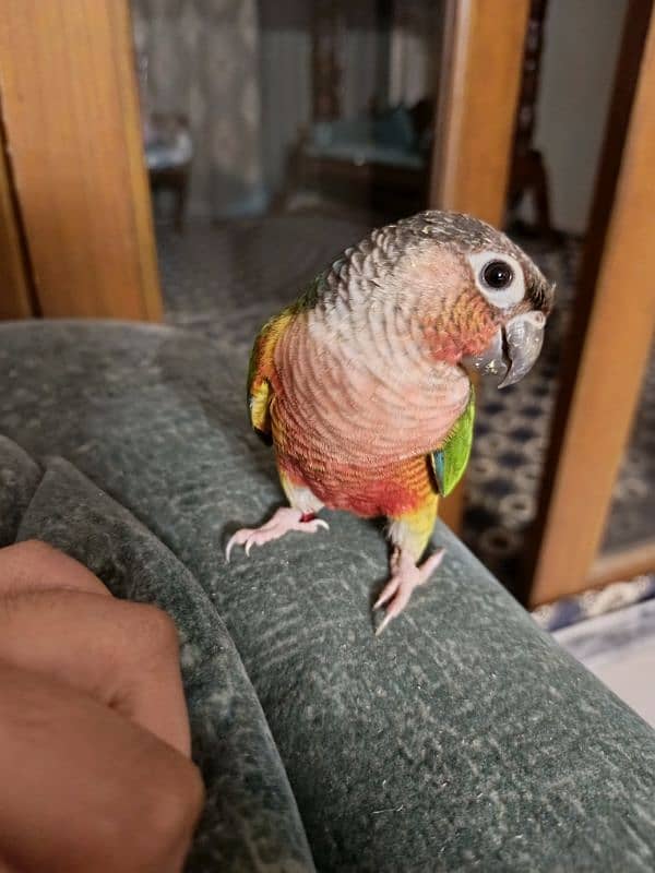 SEMI Hand tamed  RED Cheek Yellow -sided Conure – X TREME RED FACTOR 0