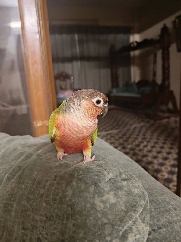 SEMI Hand tamed  RED Cheek Yellow -sided Conure – X TREME RED FACTOR 1