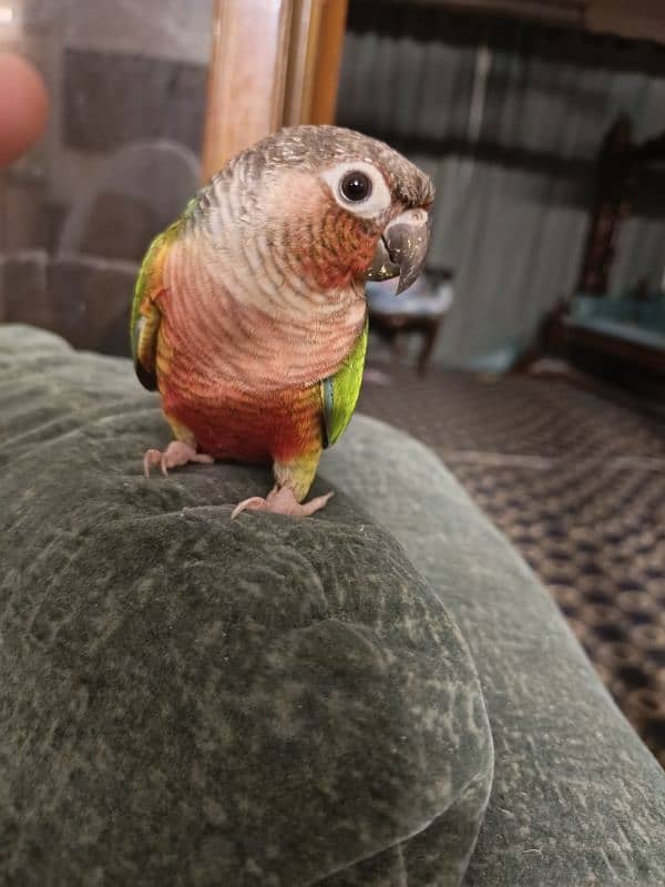 SEMI Hand tamed  RED Cheek Yellow -sided Conure – X TREME RED FACTOR 2