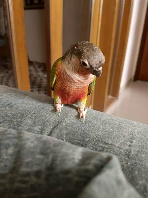 SEMI Hand tamed  RED Cheek Yellow -sided Conure – X TREME RED FACTOR 3