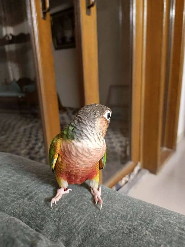 SEMI Hand tamed  RED Cheek Yellow -sided Conure – X TREME RED FACTOR 4