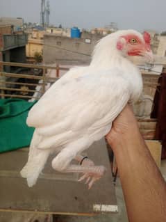 Heera aseel and buff albino red eye and albino black eye